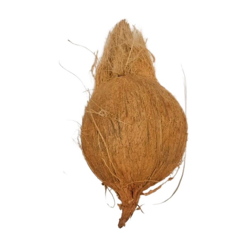WHOLE COCONUT 1 PIECE